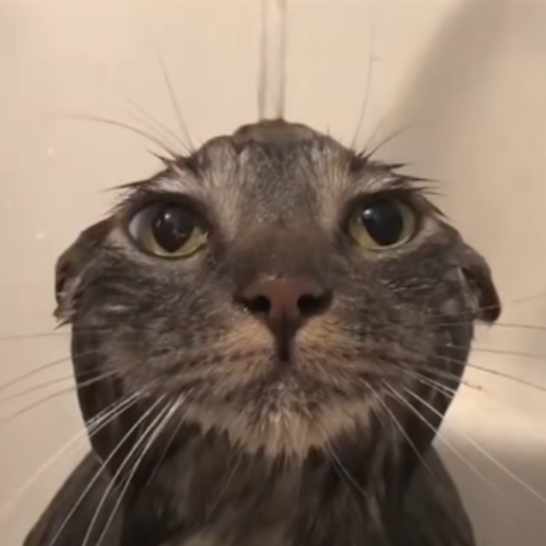 SOAPCATLO Image 1